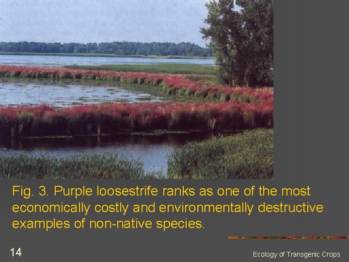 Fig. 3. Purple loosestrife ranks as one of the most economically costly and environmentally