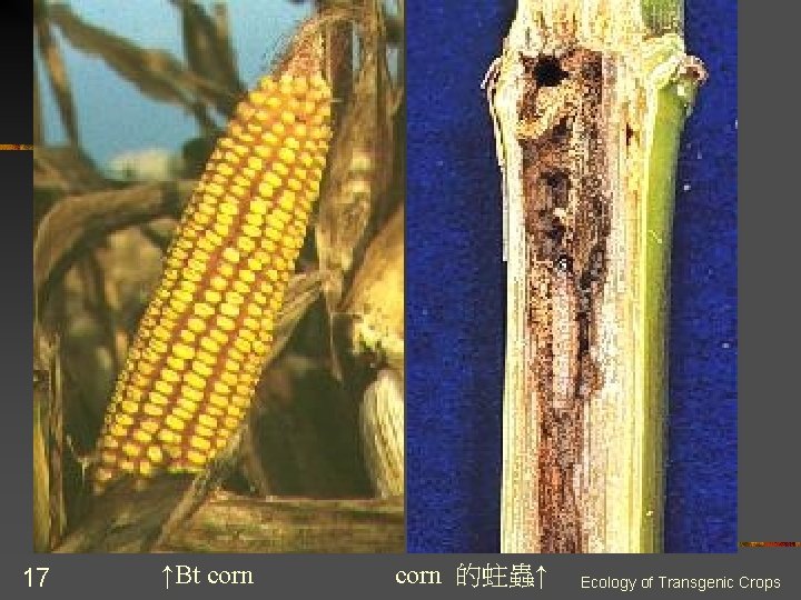 17 ↑Bt corn 的蛀蟲↑ Ecology of Transgenic Crops 