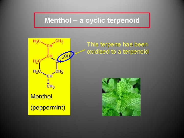 Menthol – a cyclic terpenoid This terpene has been oxidised to a terpenoid Menthol – a cyclic terpenoid This terpene has been oxidised to a terpenoid