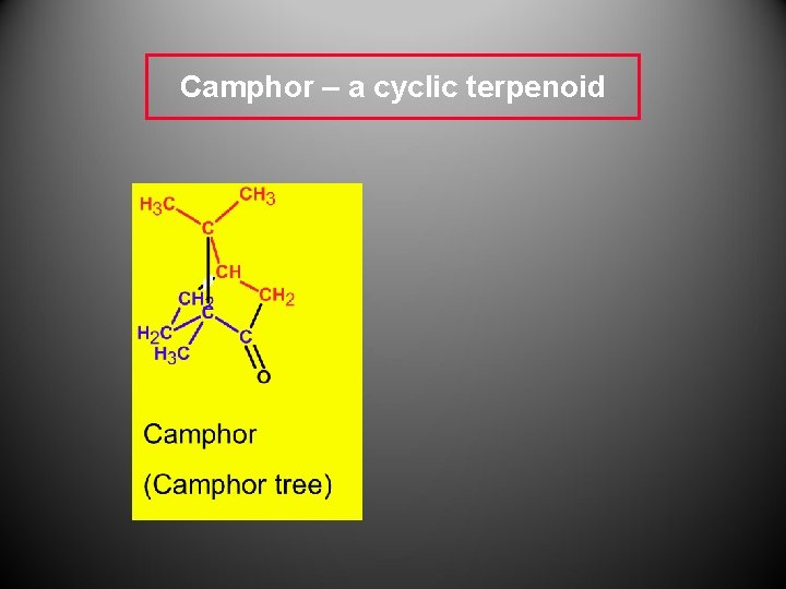 Camphor – a cyclic terpenoid Camphor – a cyclic terpenoid