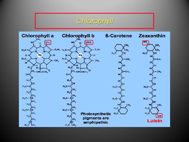 Chlorophyll Chlorophyll