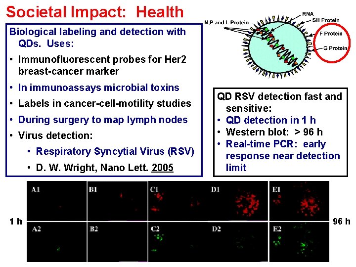 Societal Impact: Health Biological labeling and detection with QDs. Uses: • Immunofluorescent probes for