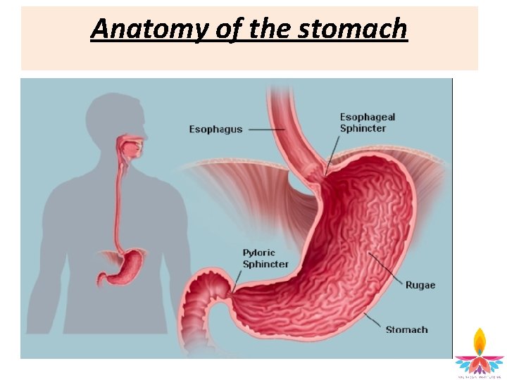 Anatomy of the stomach 