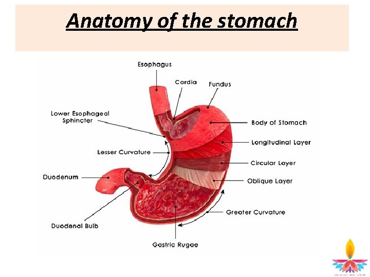 Anatomy of the stomach 