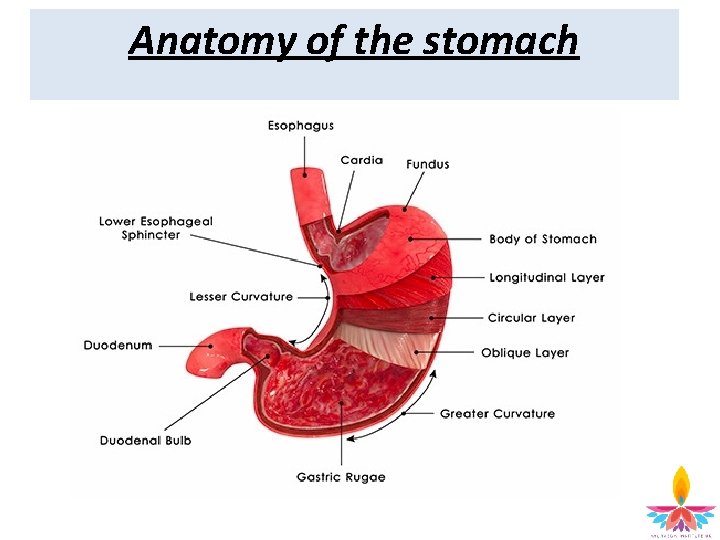 Anatomy of the stomach 