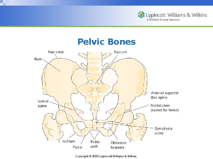 Pelvic Bones Copyright © 2008 Lippincott Williams & Wilkins. 