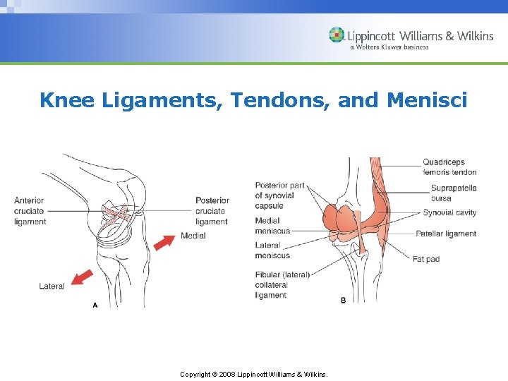 Knee Ligaments, Tendons, and Menisci Copyright © 2008 Lippincott Williams & Wilkins. 