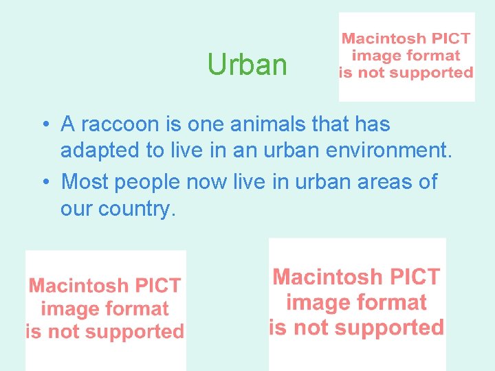 Urban • A raccoon is one animals that has adapted to live in an