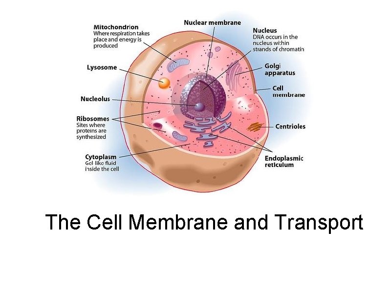 The Cell Membrane and Transport 