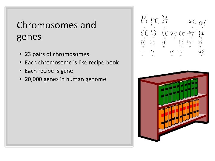 Chromosomes and genes • • 23 pairs of chromosomes Each chromosome is like recipe