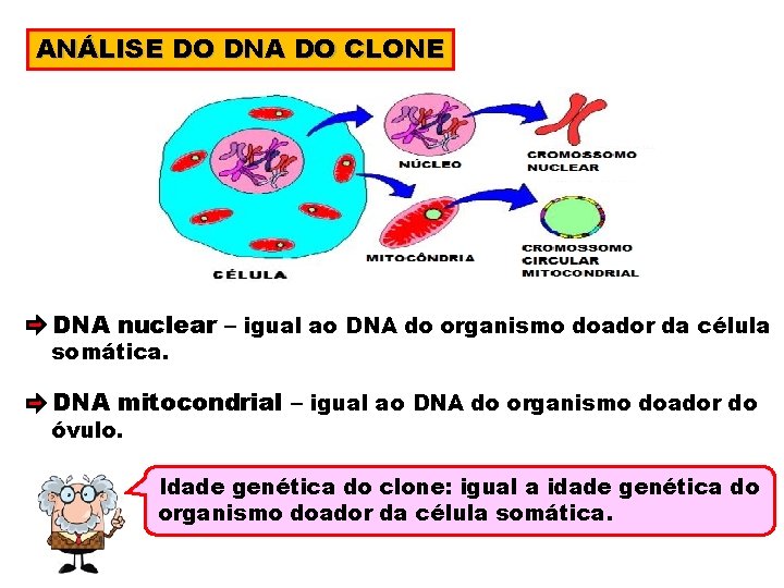 ANÁLISE DO DNA DO CLONE DNA nuclear – igual ao DNA do organismo doador