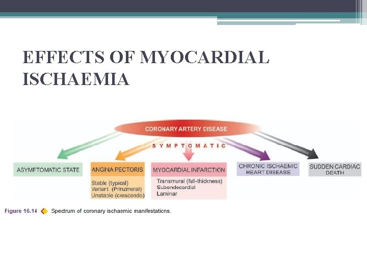 EFFECTS OF MYOCARDIAL ISCHAEMIA 