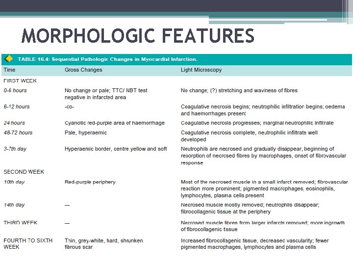 MORPHOLOGIC FEATURES 