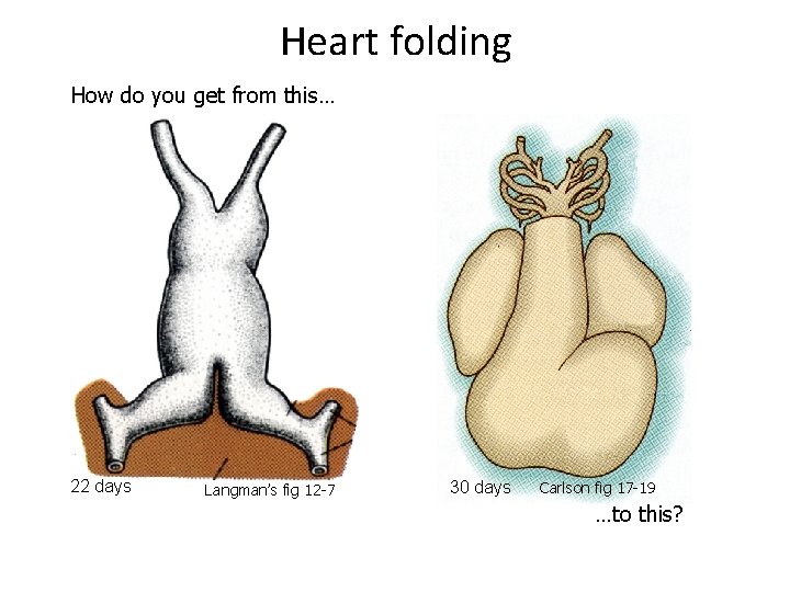 Heart folding How do you get from this… 22 days Langman’s fig 12 -7
