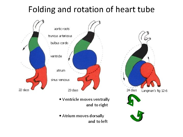 Folding and rotation of heart tube aortic roots truncus arteriosus bulbus cordis ventricle atrium Folding and rotation of heart tube aortic roots truncus arteriosus bulbus cordis ventricle atrium