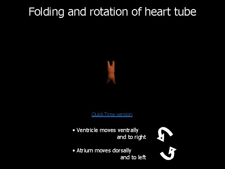 Folding and rotation of heart tube Quick. Time version • Ventricle moves ventrally and