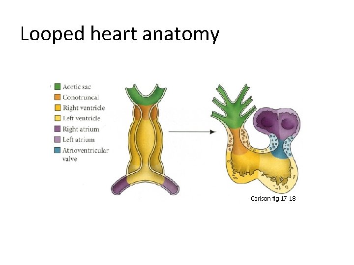 Looped heart anatomy Carlson fig 17 -18 