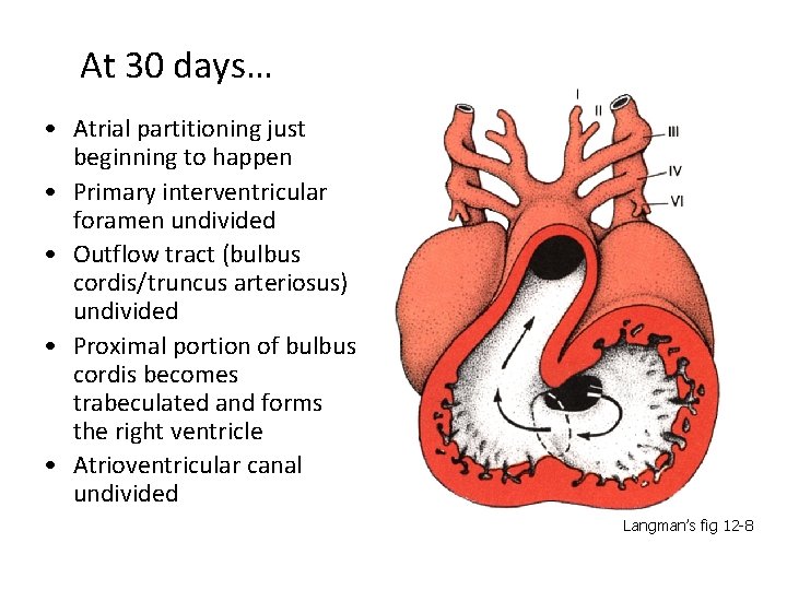 At 30 days… • Atrial partitioning just beginning to happen • Primary interventricular foramen