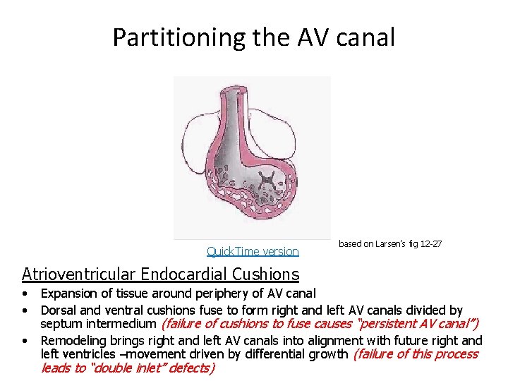 Partitioning the AV canal Quick. Time version based on Larsen’s fig 12 -27 Atrioventricular