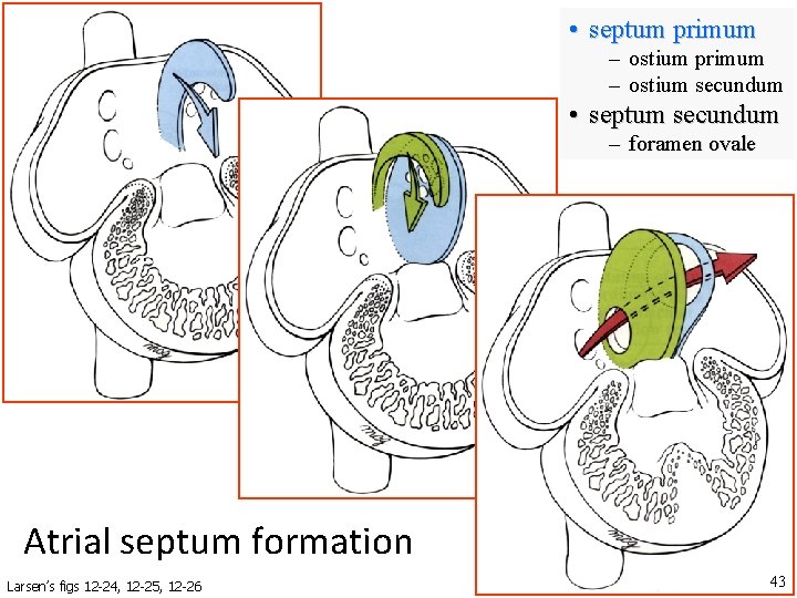  • septum primum – ostium secundum • septum secundum – foramen ovale 33