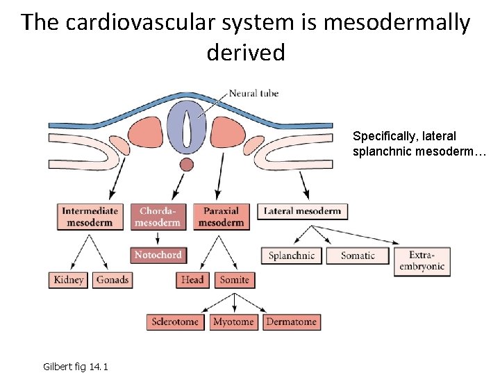 The cardiovascular system is mesodermally derived Specifically, lateral splanchnic mesoderm… Gilbert fig 14. 1