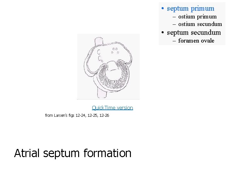  • septum primum – ostium secundum • septum secundum – foramen ovale Quick.