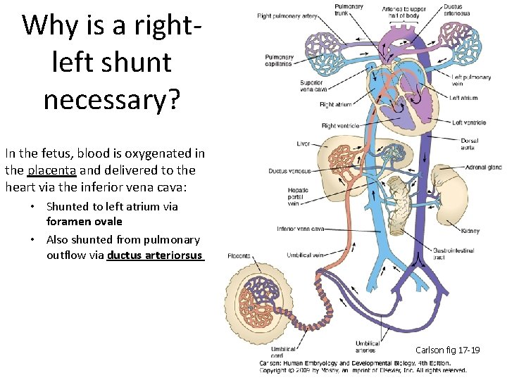 Why is a rightleft shunt necessary? In the fetus, blood is oxygenated in the