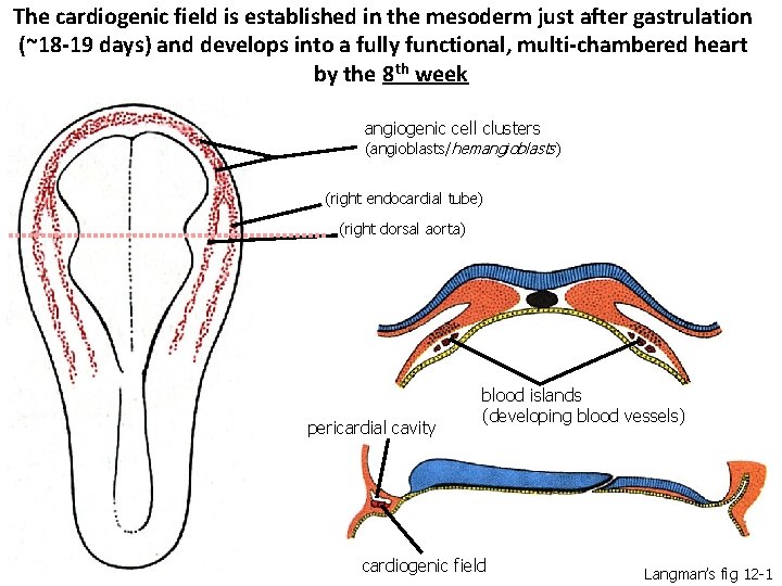 The cardiogenic field is established in the mesoderm just after gastrulation (~18 -19 days)