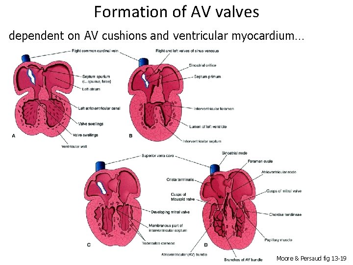 Formation of AV valves dependent on AV cushions and ventricular myocardium… Moore & Persaud