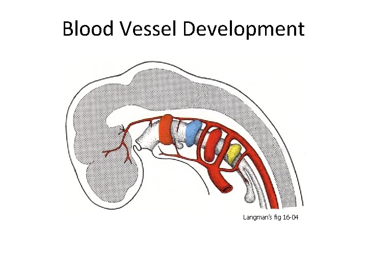 Blood Vessel Development Langman’s fig 16 -04 