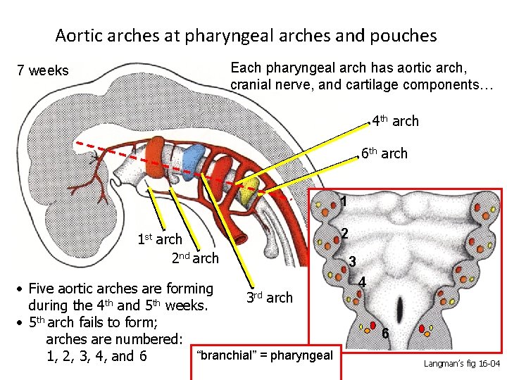 Aortic arches at pharyngeal arches and pouches Each pharyngeal arch has aortic arch, cranial