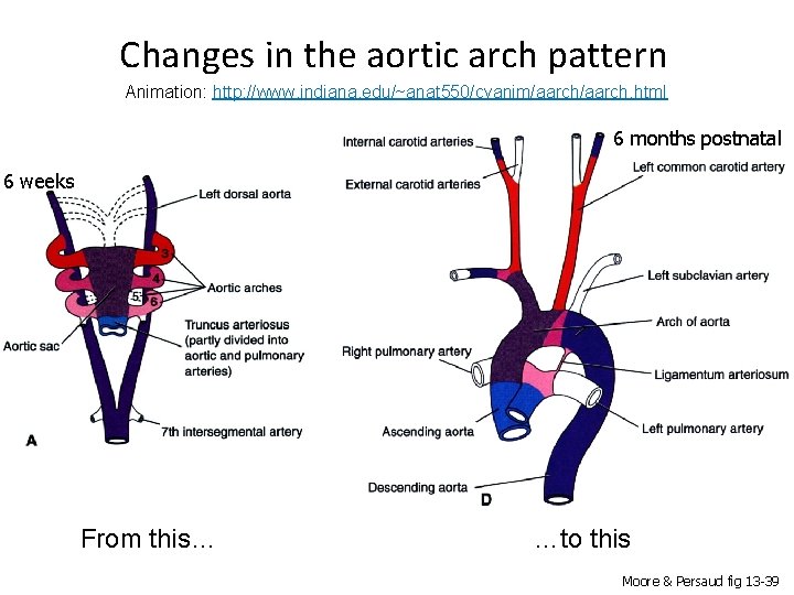 Changes in the aortic arch pattern Animation: http: //www. indiana. edu/~anat 550/cvanim/aarch. html 6