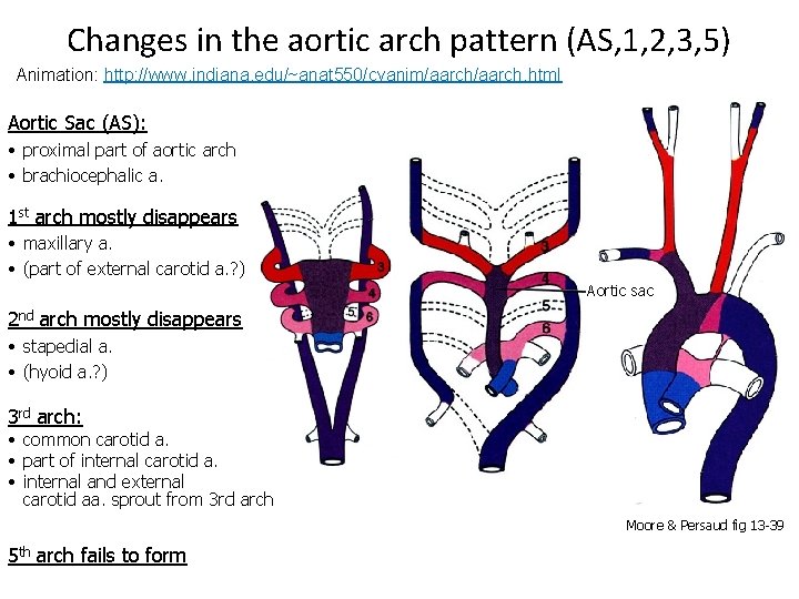 Changes in the aortic arch pattern (AS, 1, 2, 3, 5) Animation: http: //www.