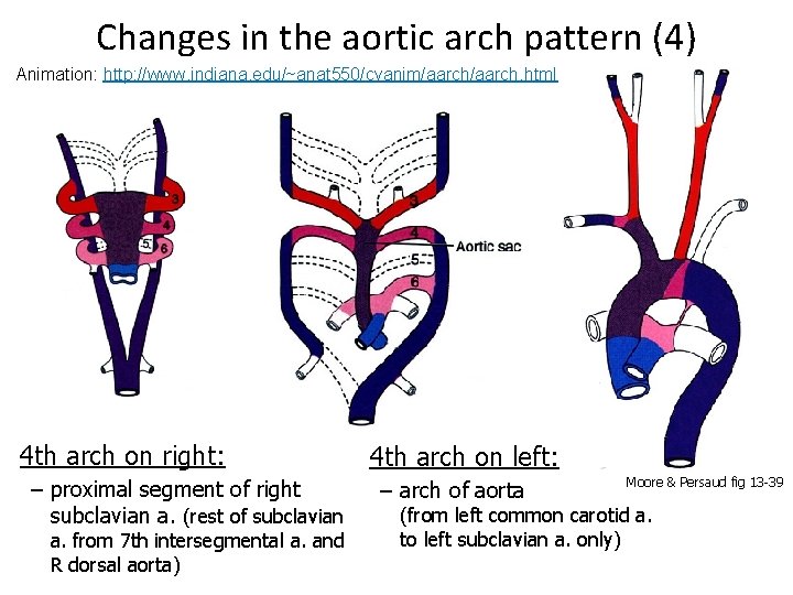 Changes in the aortic arch pattern (4) Animation: http: //www. indiana. edu/~anat 550/cvanim/aarch. html