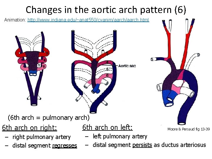 Changes in the aortic arch pattern (6) Animation: http: //www. indiana. edu/~anat 550/cvanim/aarch. html