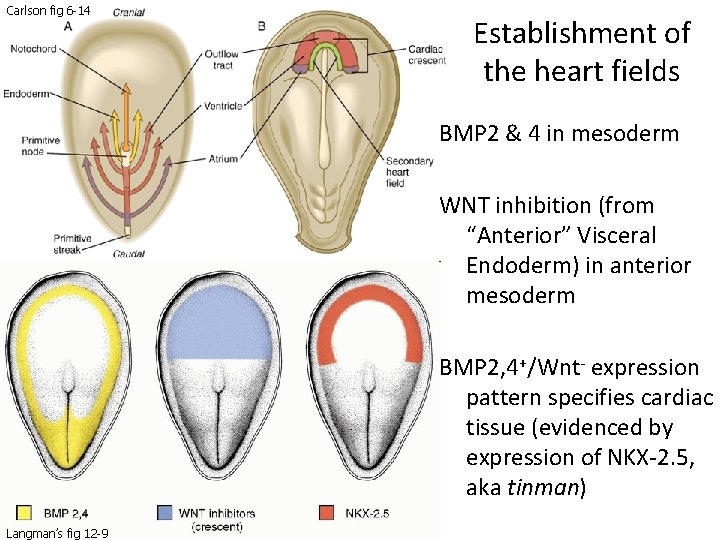 Carlson fig 6 -14 Establishment of the heart fields BMP 2 & 4 in