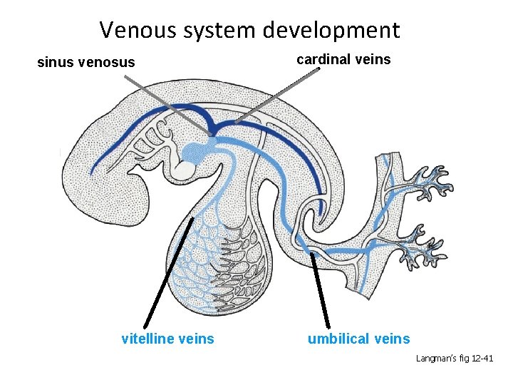Venous system development sinus venosus vitelline veins cardinal veins umbilical veins Langman’s fig 12