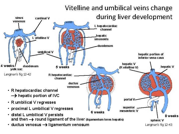 sinus venosus Vitelline and umbilical veins change during liver development cardinal V L hepatocardiac