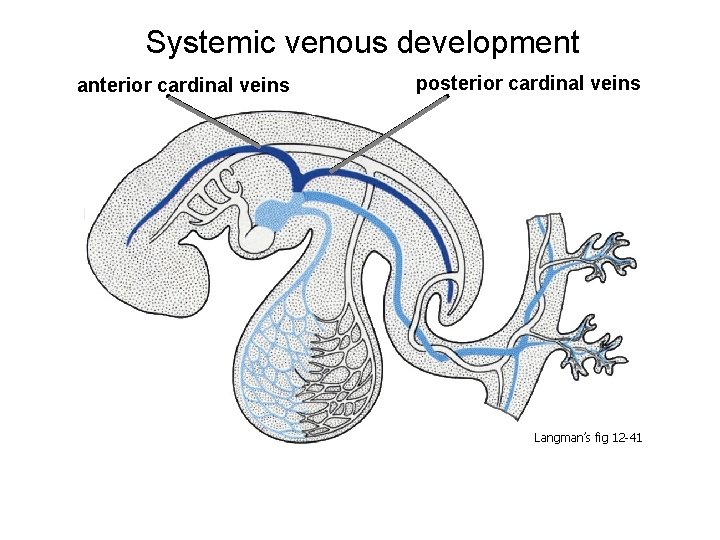 Systemic venous development anterior cardinal veins posterior cardinal veins Langman’s fig 12 -41 