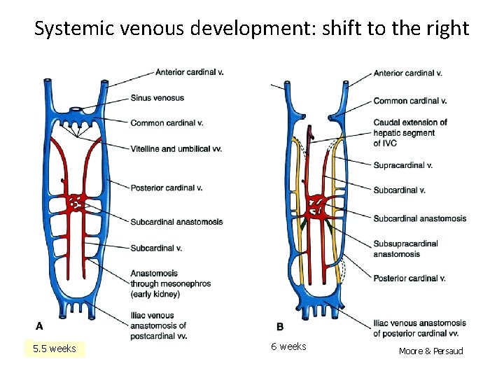 Systemic venous development: shift to the right 5. 5 weeks 6 weeks Moore &