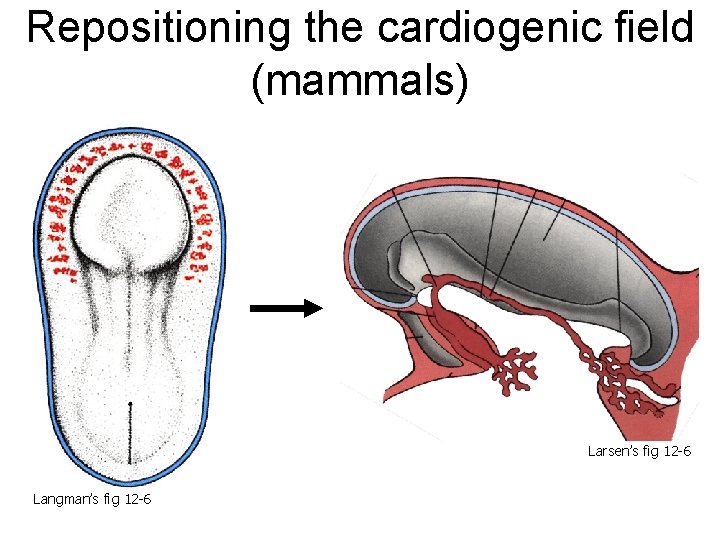 Repositioning the cardiogenic field (mammals) Larsen’s fig 12 -6 Langman’s fig 12 -6 