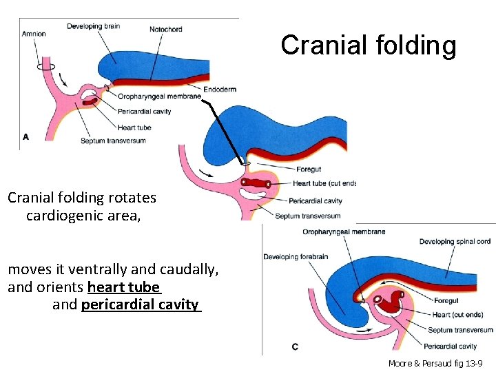 Cranial folding rotates cardiogenic area, moves it ventrally and caudally, and orients heart tube