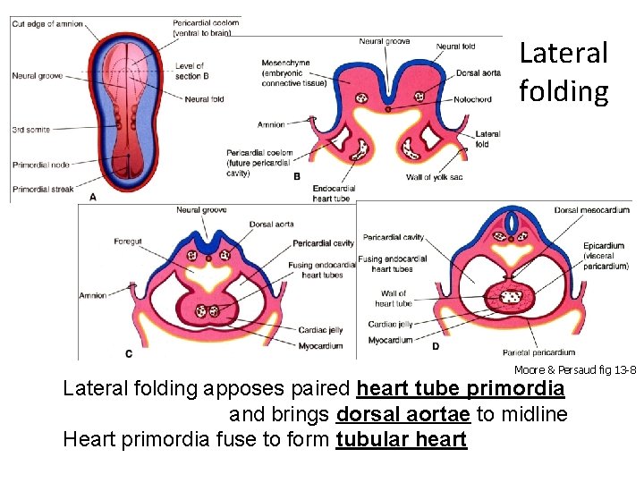 Lateral folding Moore & Persaud fig 13 -8 Lateral folding apposes paired heart tube