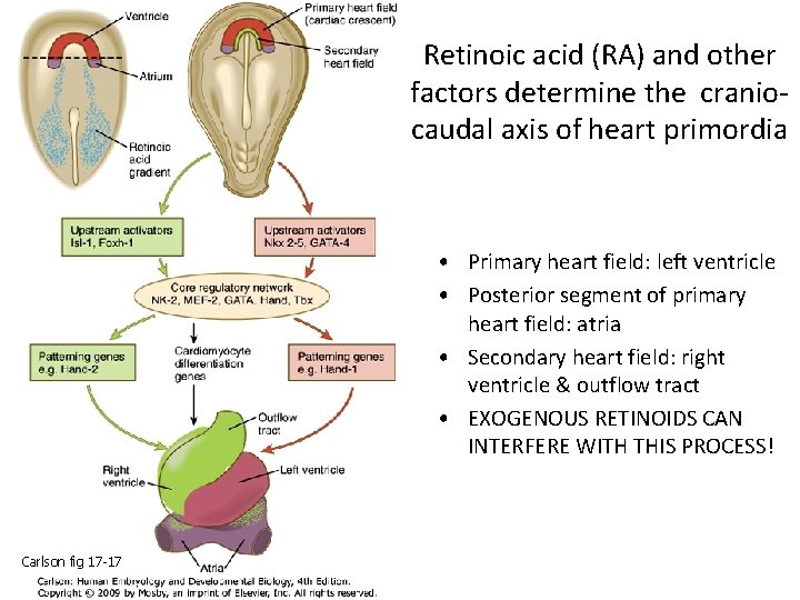 Retinoic acid (RA) and other factors determine the craniocaudal axis of heart primordia •