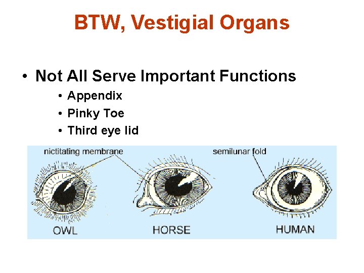 BTW, Vestigial Organs • Not All Serve Important Functions • Appendix • Pinky Toe