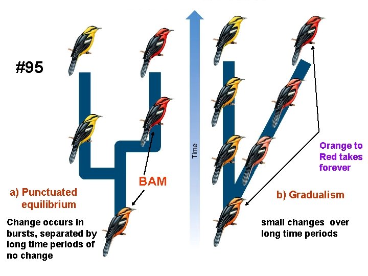 #95 Orange to Red takes forever a) Punctuated equilibrium Change occurs in bursts, separated