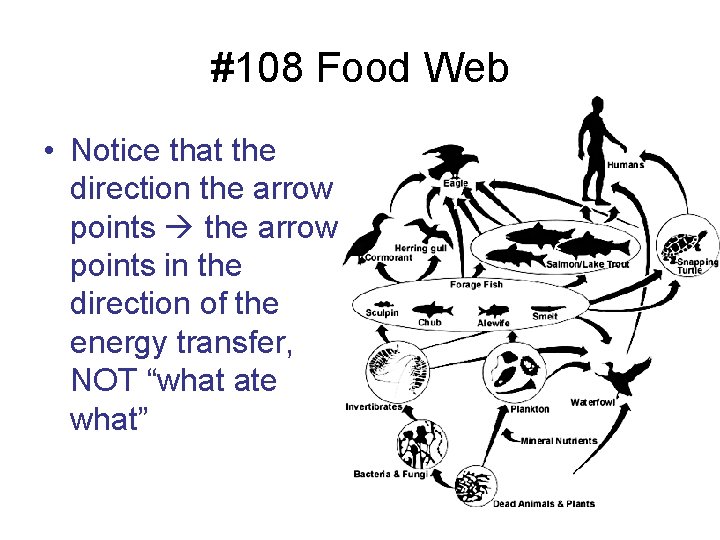 #108 Food Web • Notice that the direction the arrow points in the direction