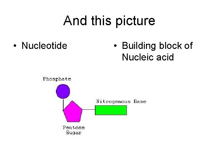 And this picture • Nucleotide • Building block of Nucleic acid 