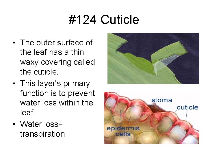 #124 Cuticle • The outer surface of the leaf has a thin waxy covering