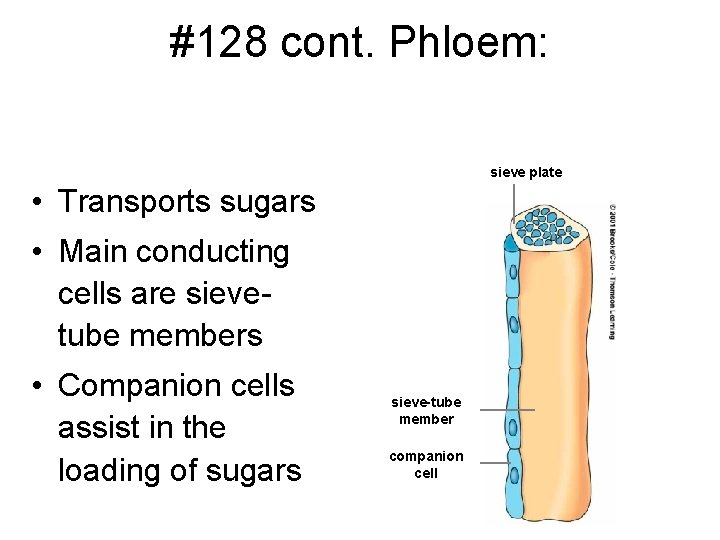 #128 cont. Phloem: sieve plate • Transports sugars • Main conducting cells are sievetube